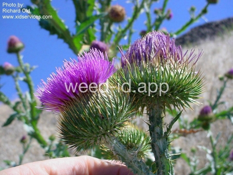 thistle, Scotch